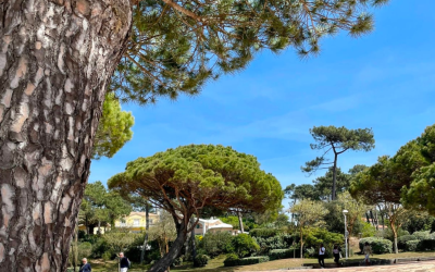 Immobilier sur le bassin d’arcachon vers de nouveaux sommets